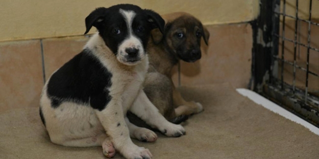 Hayvanseverlerden sokak hayvanlarına yardım!