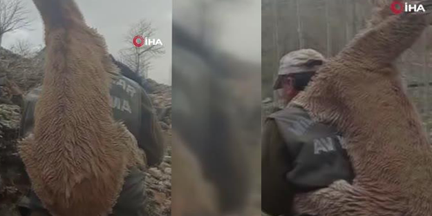 Hayvanseverlik böyle olur! Hasta yaban keçisini 2 kilometre sırtında taşıdı