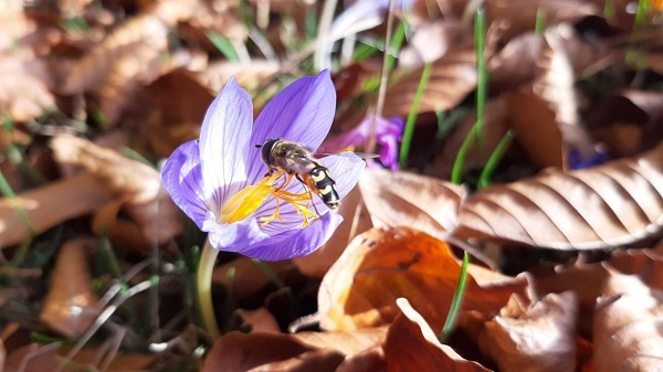 Hazan mevsimi mest ediyor