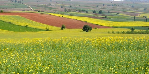 Hazine arazileri 10 yıla kadar doğrudan kiralanacak