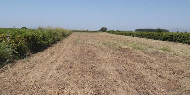 Hazineye ait 1,3 milyar metrekare tarım arazisi çiftçilere