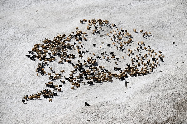 Haziran ayında çobanların karla mücadelesi