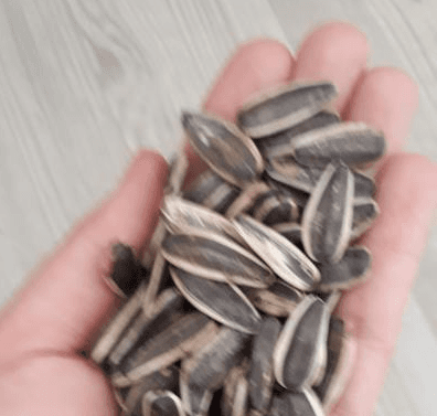 HDP eline çekirdeği almış, olanları seyrediyor