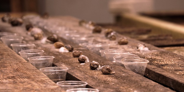 Hedef 50 ton! Türkiye'den İspanya'ya ihraç ediliyor