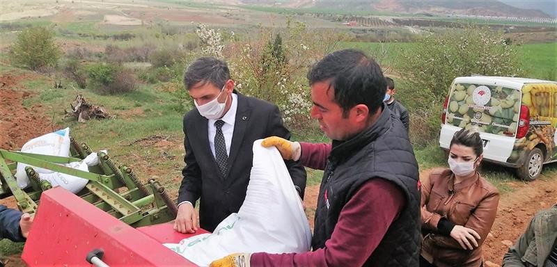 Hekimhan’a yerli kırmızı mercimek ekimi yapıldı 