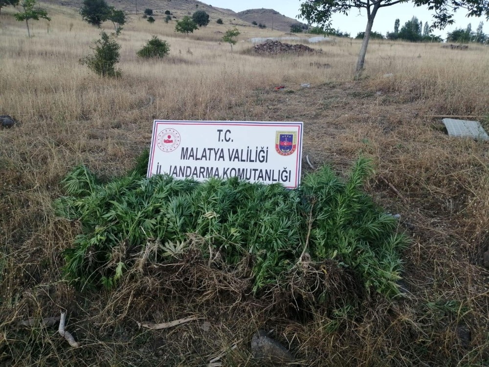 Hekimhan’da uyuşturucu operasyonu: 1 gözaltı 
