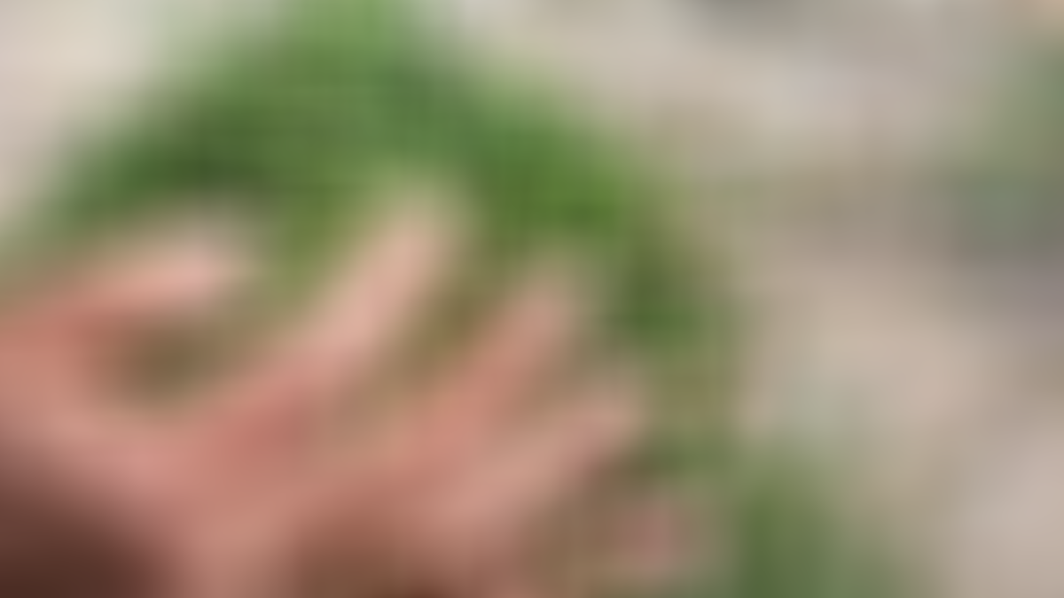 Hekimlerin bir numaralı ilacı ortaya çıktı! En iyisi Toroslar’da yetişiyor! Bunu kahvaltısından eksik eden bin pişman oluyor