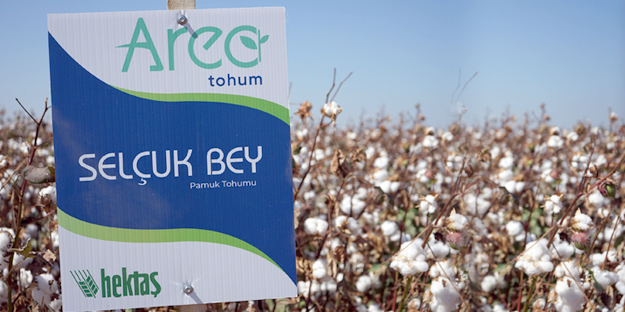 Hektaş, Dünya Pamuk Günü’nde iki milli tohumunu duyurdu
