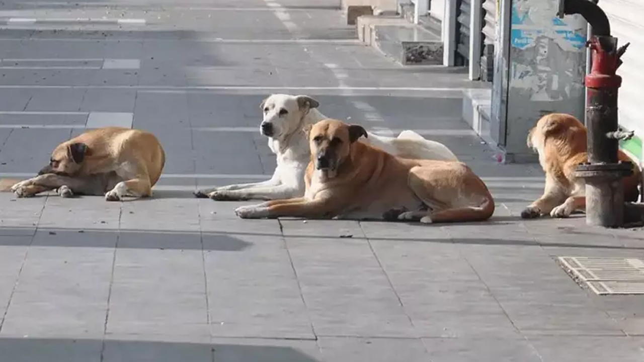 Helal olsun... O şehirde sokak köpeklerinin tamamı toplandı