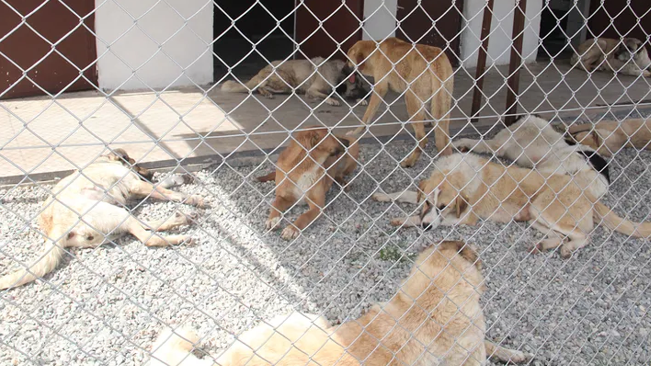 Helal olsun! O şehirde tüm başıboş köpekler toplandı