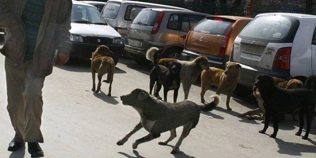 Hele şükür... İstanbul Valiliği'nden sokak köpekleriyle ilgili talimat geldi!