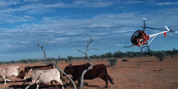 Helikopter ineğe çarptı