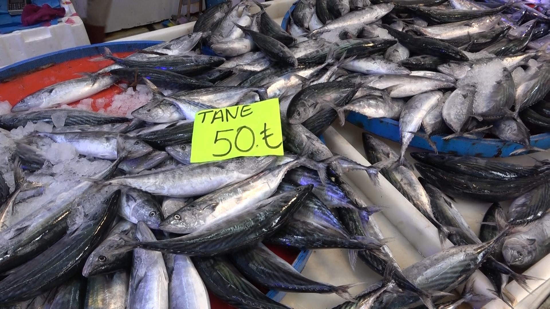 Hem balıkçıları hem vatandaşları sevindirecek! Bu sezonun kralı palamut