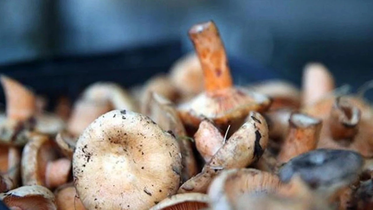  Hem bir günde 25 bin TL kazandırıyor hem de damarları tertemiz yapıyor, ilgi artıyor! Faydası 'pes' dedirtti