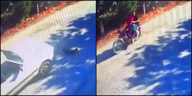 Hem kazaya davetiye çıkardı hem de suç duyurusunda bulundu! Sokakta tasmasız ve ağızlıksız başıboş bırakılan köpeğe otomobil çarptı!