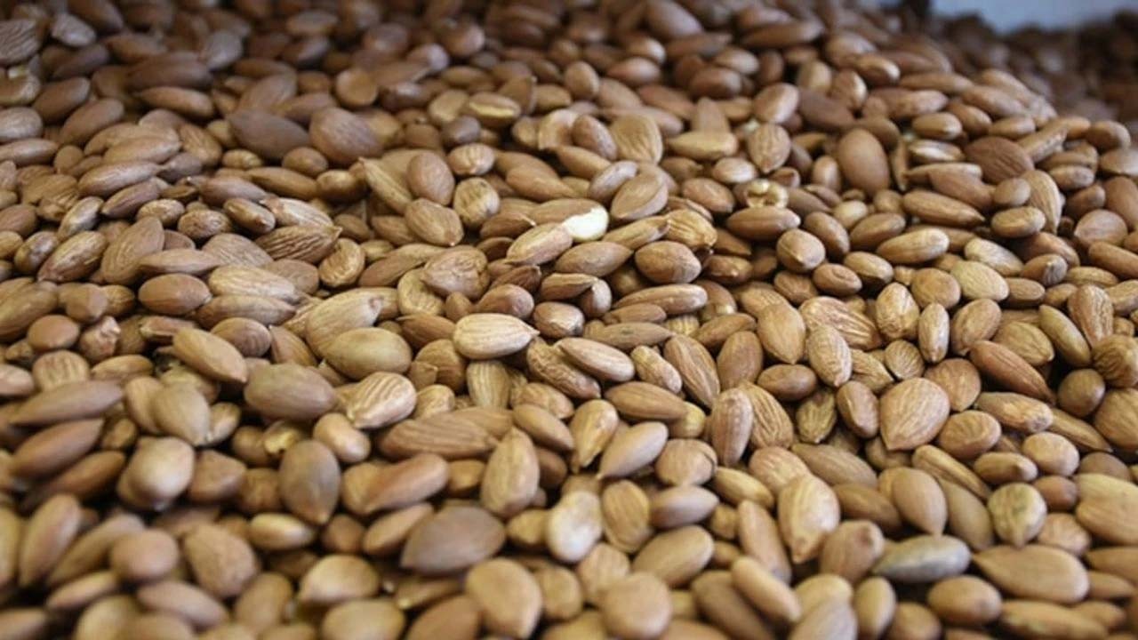 Hem kendisi hem çekirdeği para ediyor! Bakın ne çıktı: Tüm şehrin geçim kaynağı oldu