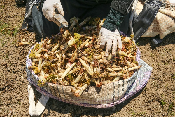 Hem leziz hem şifa dolu! 3 bin 400 rakımlı yaylada zorlu mesai