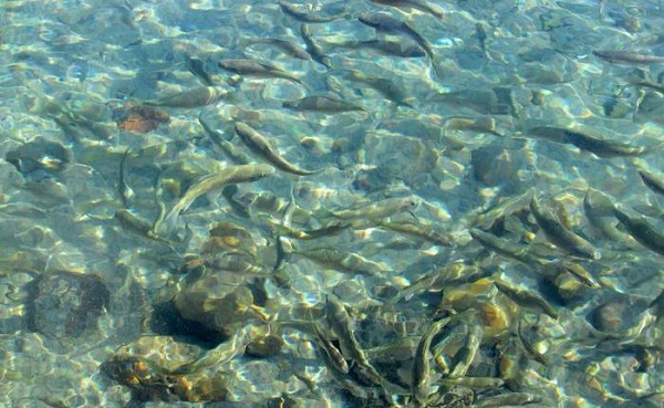 Hem serinletiyor hem şifa veriyor! Dünyada bir benzeri daha yok