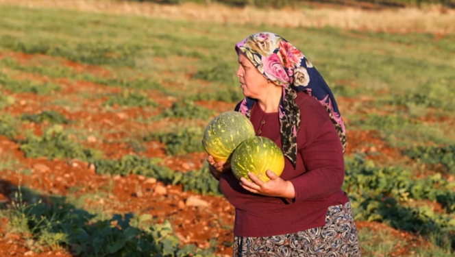 Hem susuz hem gübresiz yetişiyor! Böylesi görülmedi