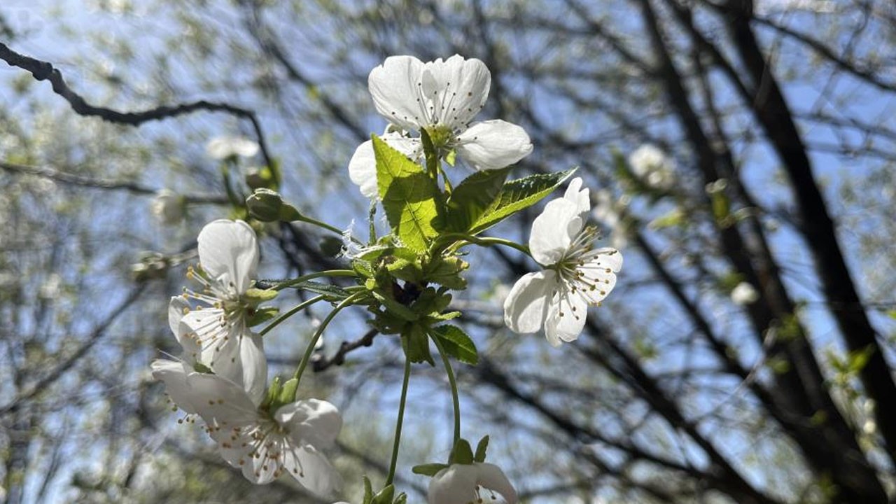 Hemen hemen herkes bu hatayı yapıyor! Meğer sabah camları açmak yanlışmış