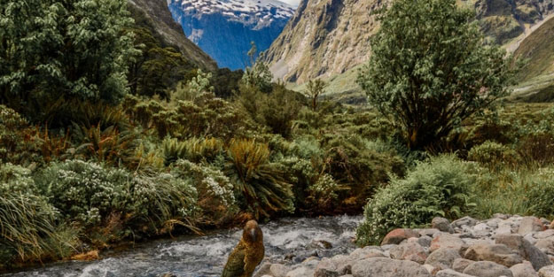 Dünyaya felaket, korkunç haber geldi: O hayvanlar o bölgeye çekilmeye başladı