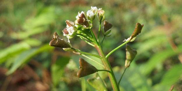 Hemoroidden kurtaran bitki! 7 gün boyunca uygulanıyor