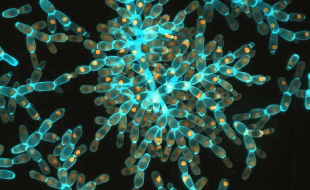 Hepsi birbirinden çarpıcı! Yılın en etkili bilim fotoğrafları belirlendi