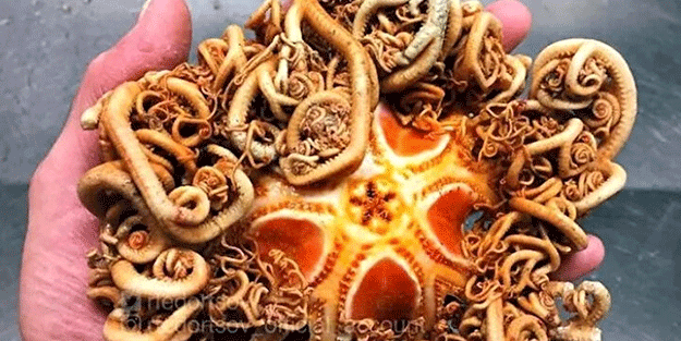 Hepsi birbirinden ürkütücü! Balıkçının ağına neler takılmış neler