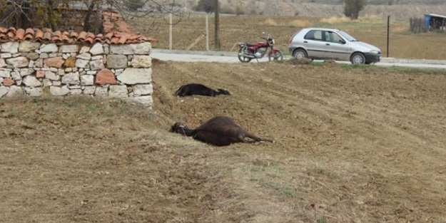 Hepsi birden ölü bulundu! Vahşet