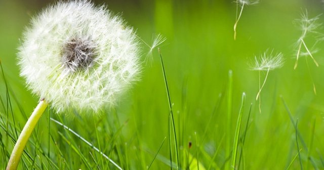 Her 5 kişiden biri alerji sorunu yaşıyor