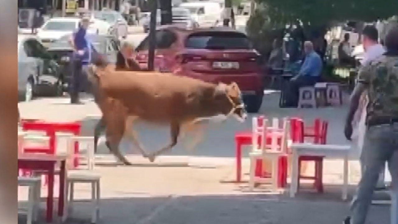 Her bayram aynı manzara! Kaçan kurbanlık mahalleliyi harekete geçirdi