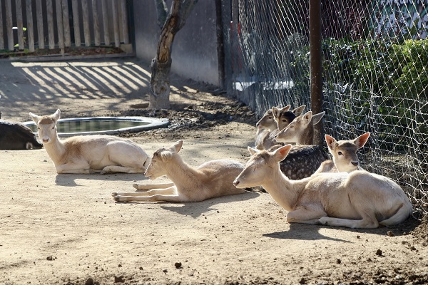 Her biri birbirinden sevimli! Darıca’nın minikleri