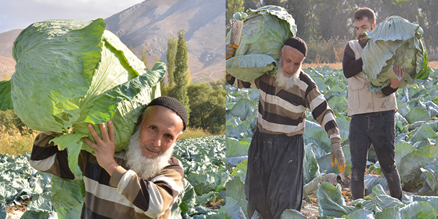 Her biri tam 50 kilo! Duyunca şaşıracaksınız! Hediyelik olarak bile götürenler var