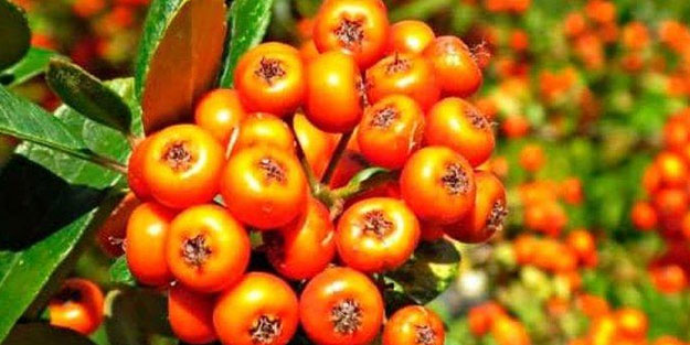 Her derde deva alıç meyvesinin faydaları saymakla bitmiyor