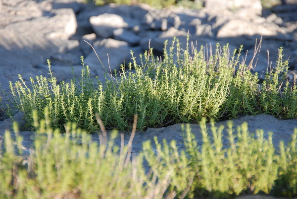 Bakın o bitki nasıl toplanıyor