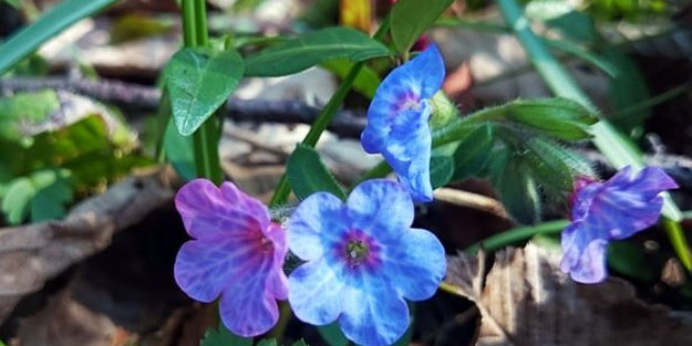 Her derde deva: Ciğer otunun faydaları nelerdir? Ciğer otu nasıl tüketilir? Hem lezzetli hem de özel!