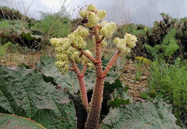 Her derde deva! Demeti 30 TL'den satılıy