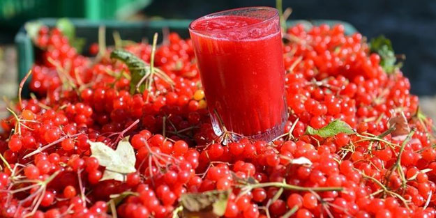 Her derde deva: Gilaburu meyvesinin inanılmaz faydaları!