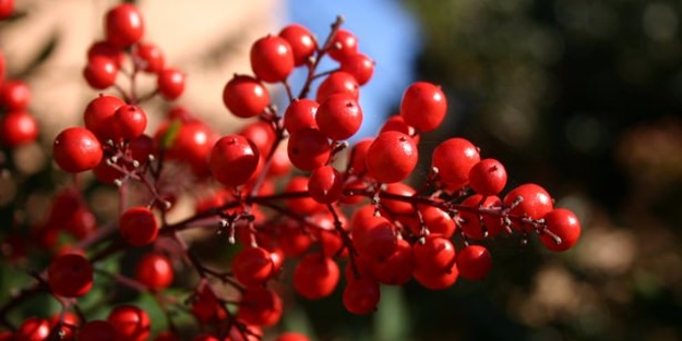 Her derde deva meyve! - FOTO