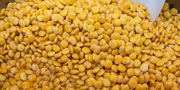 Her derde deva: Protein deposu termiyenin şaşırtan faydaları...