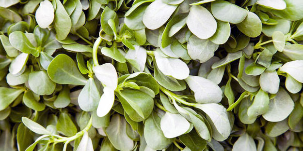 Her derde deva semizotunun inanılmaz faydaları