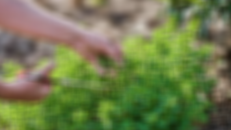 Her evde bulunuyor! Limon ve sarımsaktan 30 kat daha güçlü! Bilim insanları onayladı