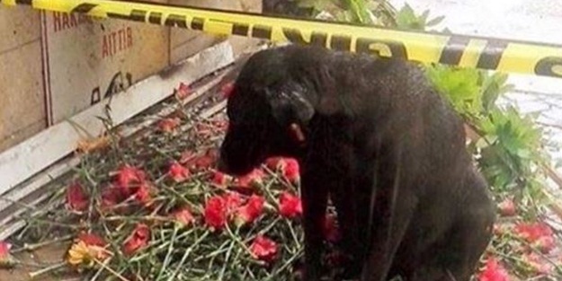 Her gün beslediği köpeği şehit polisimizi bekliyor