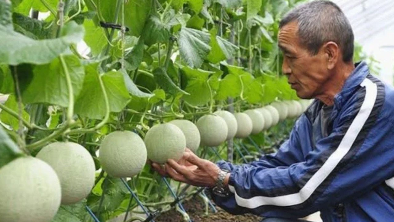 Her gün masaj yaparak yetiştiriyor, tanesini 28 bin liraya satıyorlar!