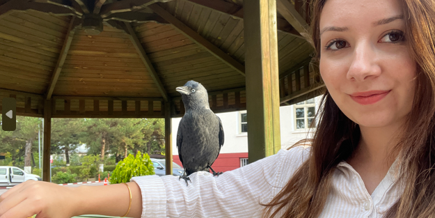 Her gün mesai yapan karga dikkat çekti!