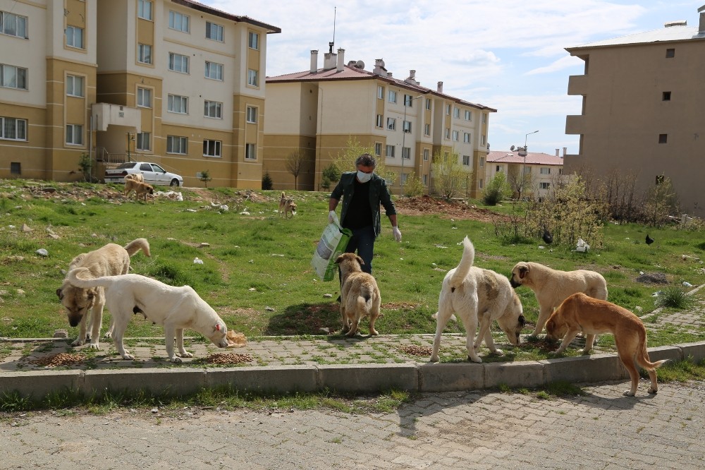 Her gün, sokak köpeklerini besliyor 