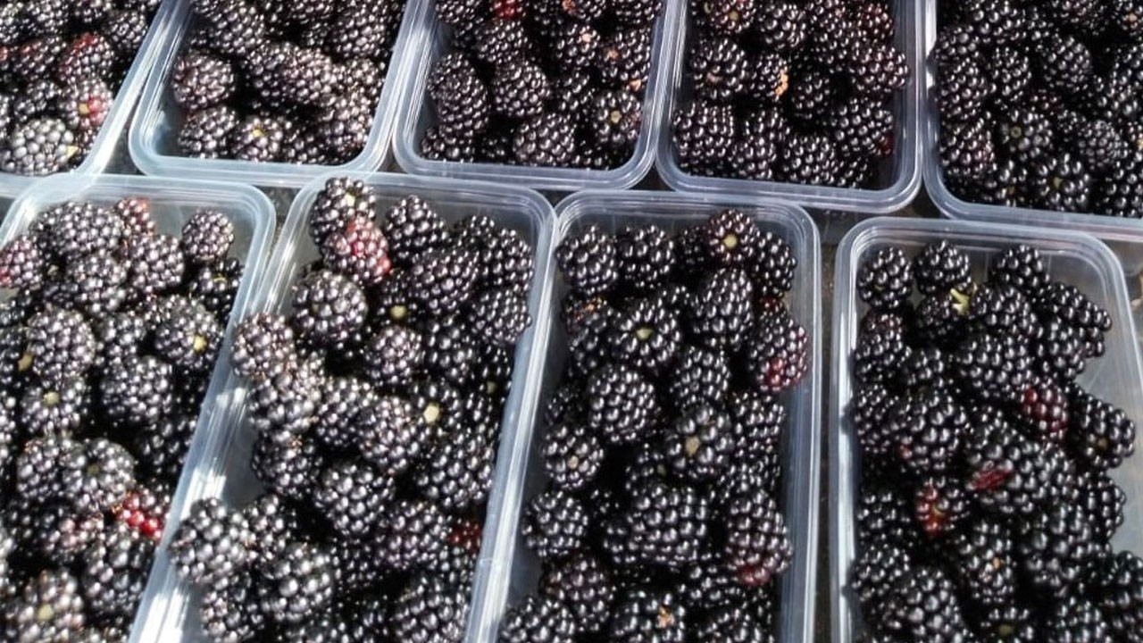 Her gün tüketin! Bu meyve tümör hücrelerini durduruyor