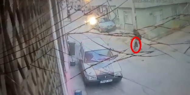 Her gün yeni bir saldırı: Başıboş köpek, okula giden genç kıza saldırdı!