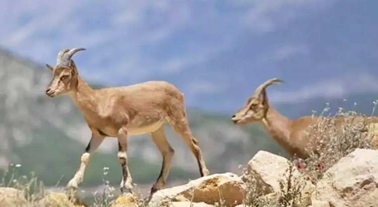 Her kuşun eti yenmezmiş… 3-5 kilo ete 308 bin lira ödediler