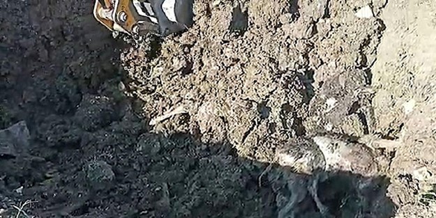 Her nasılsa elleriyle koymuş gibi tespit ettiler! Şüpheli 15 köpek ölüsü bulundu